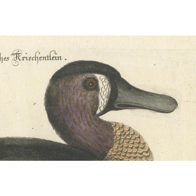 Title: Schetziges Amerikanisches Kriechentlein - Hand-Colored Engraving of the American Variegated Teal by Johann Michael...