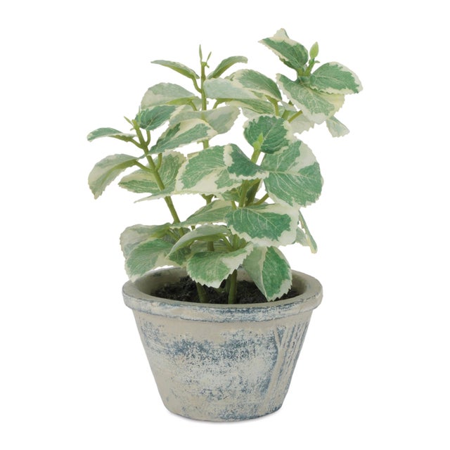 Brighten your space with the fresh, airy look of this Potted Variegated Swedish Ivy. Showcasing beautifully detailed green...