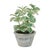 Brighten your space with the fresh, airy look of this Potted Variegated Swedish Ivy. Showcasing beautifully detailed green...