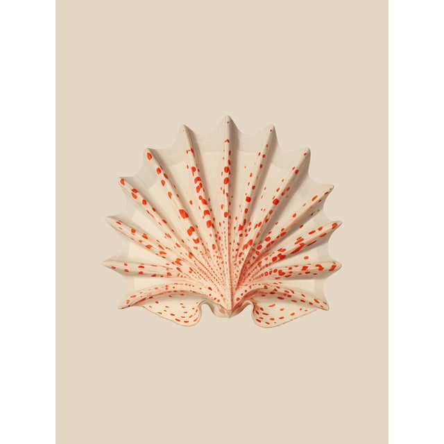 Contemporary Set of 12 – Sea Forms | Sea Shells Natural History Fine Art Prints | Unframed For Sale - Image 3 of 14