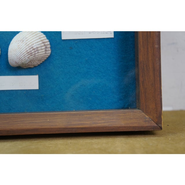 Late 20th Century Nautical Ocean Seashell Coral Fish Theme Shadowbox Display Fossil Specimens 25" For Sale - Image 6 of 11