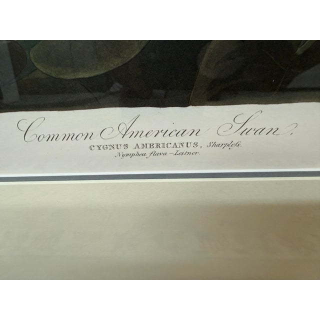 John James Audubon Birds of America Collection Common American Swan Original Print, Signed For Sale - Image 4 of 12