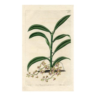 1826, Cleisostoma Orchid Print, the Botanical Register, Original Antique Botanical Print, Engraving, Hand Colored, England For Sale