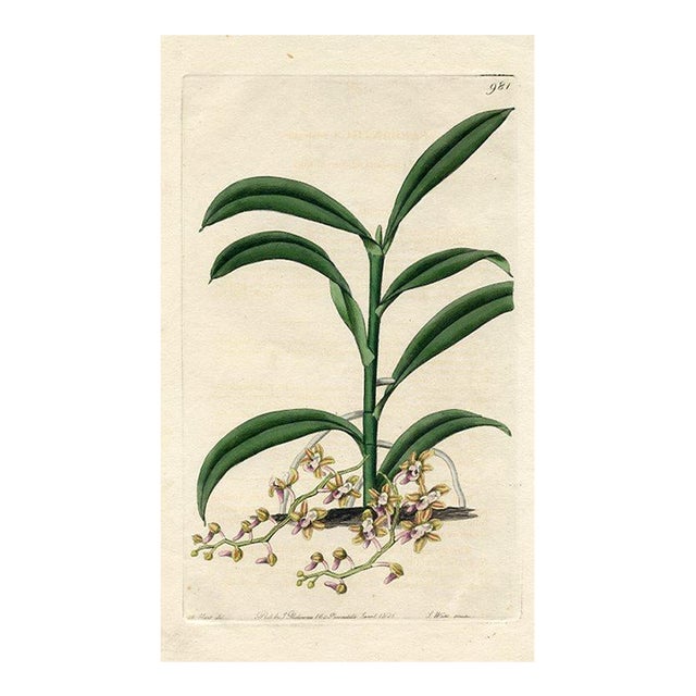 1826, Cleisostoma Orchid Print, the Botanical Register, Original Antique Botanical Print, Engraving, Hand Colored, England For Sale