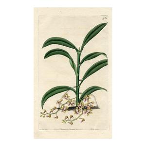 1826, Cleisostoma Orchid Print, the Botanical Register, Original Antique Botanical Print, Engraving, Hand Colored, England