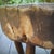 Brutalist Tripod Stool in Grayed Pine, 1950s For Sale - Image 12 of 18