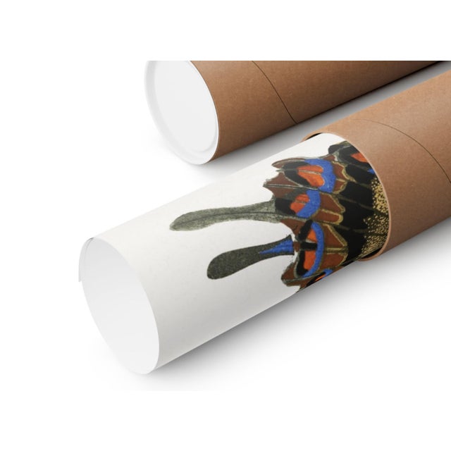 Butterflies (E. A. Séguy), Vintage Art Print Reproduction, 18" × 24" For Sale In Buffalo - Image 6 of 6