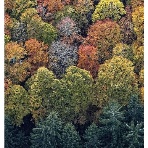 Bernhard Lang, Bavarian_Forest_016, Photograph For Sale - Image 6 of 11