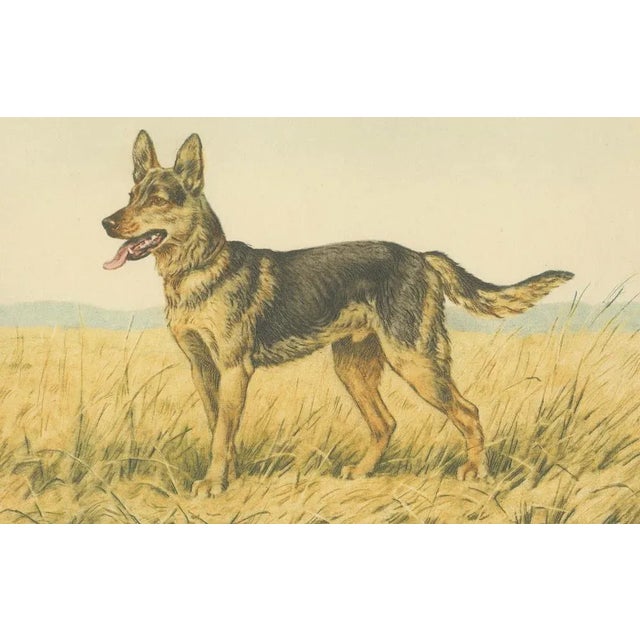 Paul Wood, German Shepherd in a Scenic Meadow, 1930s, Hand-Colored Aquatint For Sale - Image 4 of 7