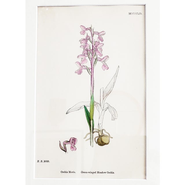 Orchids, 19th Century, Hand Coloured Print Montage For Sale - Image 4 of 18