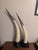 Vintage Texas longhorn horns. They are mounted on wooden pedestals. They measure 26 inches and 24 inches in height. There...