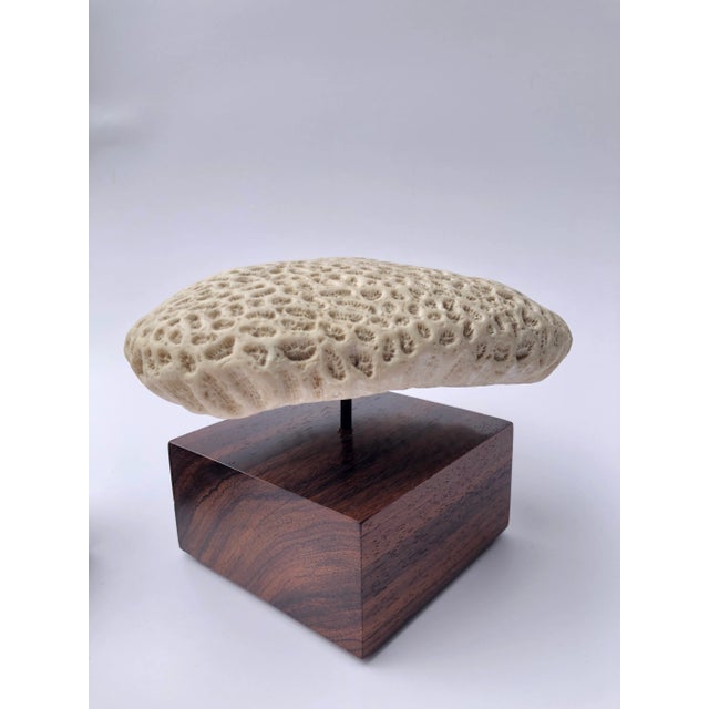 White 1970s Mounted Coral Fossil Specimens- Set of 2 For Sale - Image 8 of 12