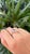 Set in Platinium 900, 3.18 Carats, Imperial Topaz & Diamond Engagement Ring Size 7 For Sale - Image 9 of 13