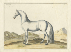 Baron Eisenberg, L'Arabe, 1727, Engraving