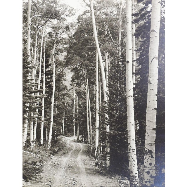 1950's Photograph of Twining Canyon Aspens For Sale