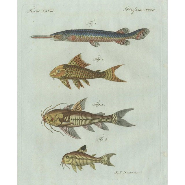 Paper Bertuch, Gar and Exotic Armored Fish, 1800, Engraving For Sale - Image 7 of 9