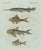 Paper Bertuch, Gar and Exotic Armored Fish, 1800, Engraving For Sale - Image 7 of 9