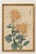 Spider Chrysanthemum Pair by Hasegawa Japanese Botanical Art Print, 36" X 54" For Sale In Buffalo - Image 6 of 10