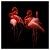 Istvan Kadar, American Flamingos (Phoenicopterus Rubber) in Sleeping Position, Photographic Paper For Sale