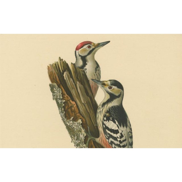 Black Swedish White-Backed Woodpecker on Woodland Trunk with Bird Print, 1929 For Sale - Image 8 of 10
