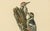 Black Swedish White-Backed Woodpecker on Woodland Trunk with Bird Print, 1929 For Sale - Image 8 of 10