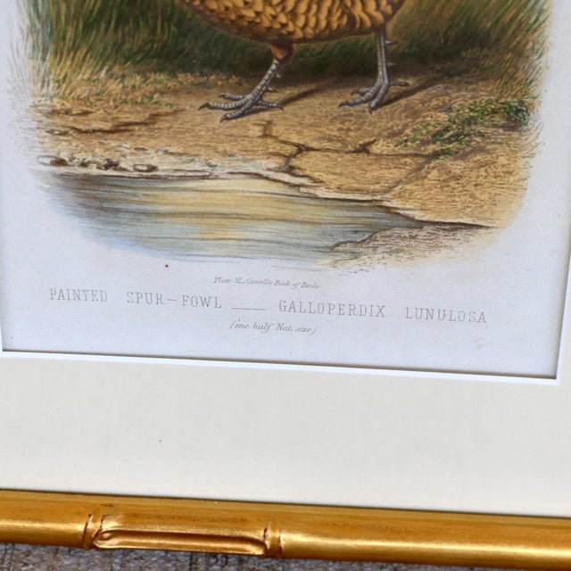 Gold 19th Century Cassell Bird Chromolithographs in Gold Bamboo Frames - A Pair For Sale - Image 8 of 12
