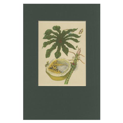 After Merian, Papaya and Insects Plate 45, 19th Century, Hand-Coloured Lithograph For Sale - Image 10 of 10