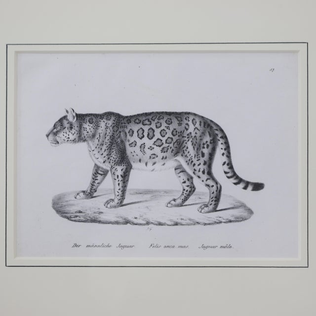 Illustration Antique Jaguar Print – Felis Onca Mas – Framed Natural History Print For Sale - Image 3 of 12