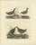 Selby, Illustration of Crakes: Varieties and Gender Dimorphism, 1826, Print For Sale