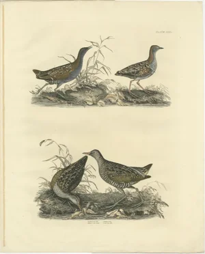 Selby, Illustration of Crakes: Varieties and Gender Dimorphism, 1826, Print