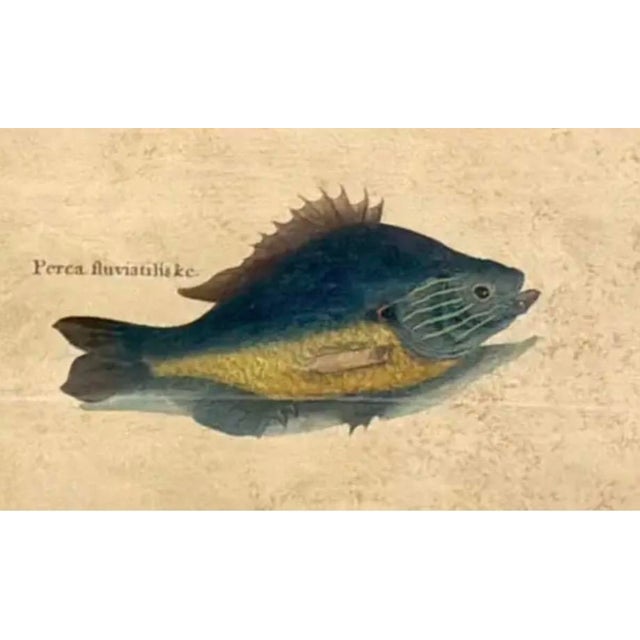 18th Century 18th Century Framed Trio of Fish Engraving by Mark Catesby For Sale - Image 5 of 10