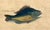 18th Century 18th Century Framed Trio of Fish Engraving by Mark Catesby For Sale - Image 5 of 10