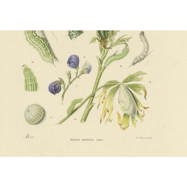 Sepp & Brants, Dutch Plusia Moneta Moths, 1908, Paper, Set of 2 For Sale - Image 4 of 9