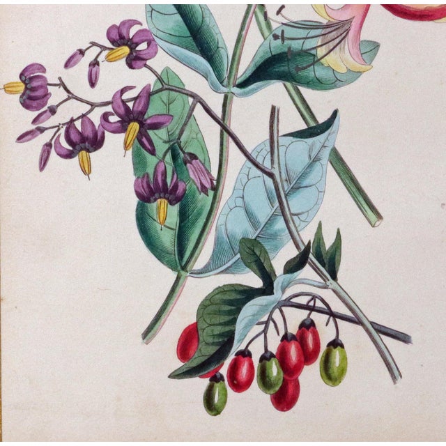 Rose Robert Mackenzie Stark Pair of Botanical Prints From ‘Lessons From the Vegetable World’ For Sale - Image 8 of 11