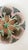 English Antique 19thC Etruscan Majolica Shell and Seaweed Plate 8 1/4" Diameter For Sale - Image 3 of 5