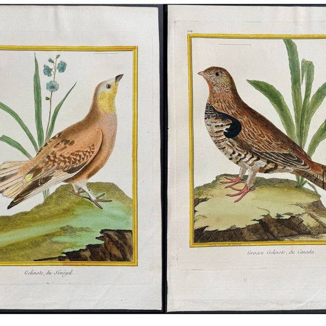 Set of Six Finely Framed Original Engravings of Grouse by François-Nicolas Martinet, 18th Century For Sale - Image 11 of 16