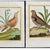 Set of Six Finely Framed Original Engravings of Grouse by François-Nicolas Martinet, 18th Century For Sale - Image 11 of 16
