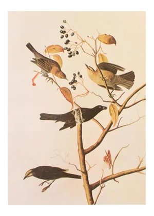 1966 Vintage Cottage Print "Rusty Grakle & Blackbird" After John James Audubon