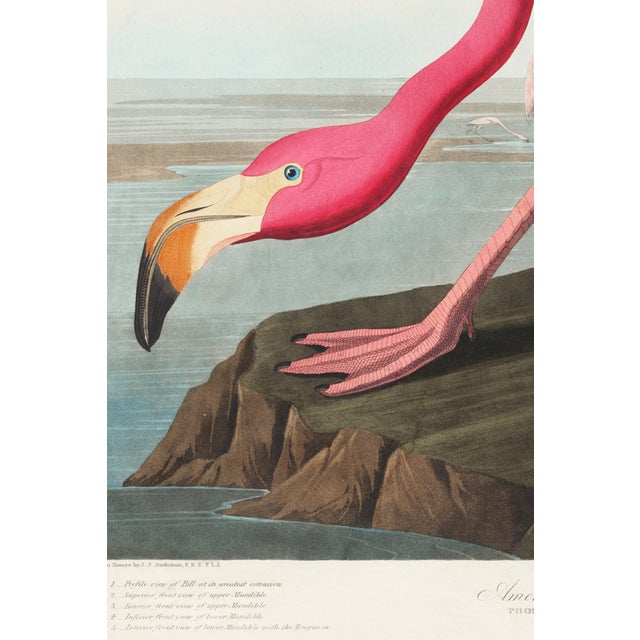 Vintage natural history artwork depicting the American Flamingo, originally illustrated by John James Audubon for Birds of...
