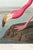 Vintage natural history artwork depicting the American Flamingo, originally illustrated by John James Audubon for Birds of...