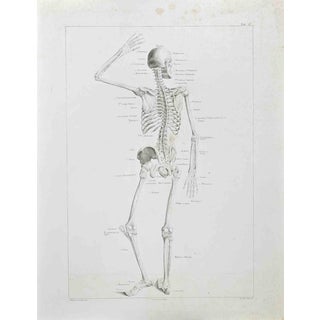 Paolo Mascagni, Anatomy, Plate 2, Etching, 1810 For Sale