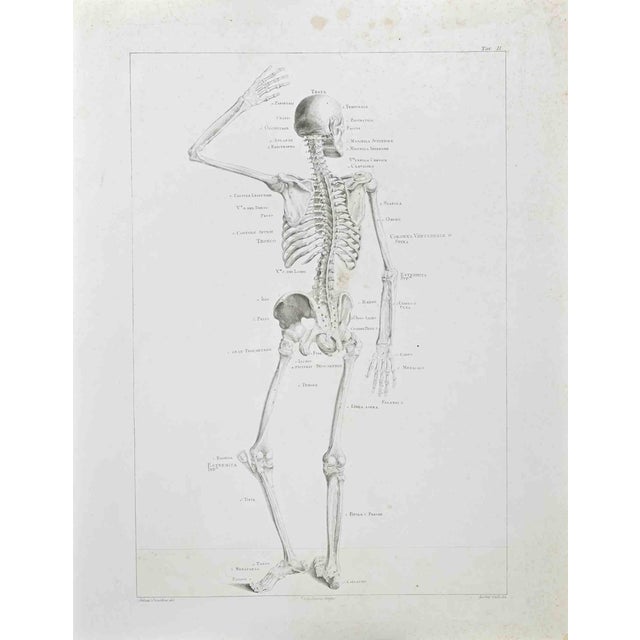 Paolo Mascagni, Anatomy, Plate 2, Etching, 1810 For Sale