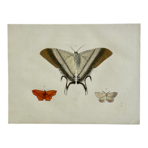 Macleay's Swallowtail Moth Original Print by Dru Drury, 1837