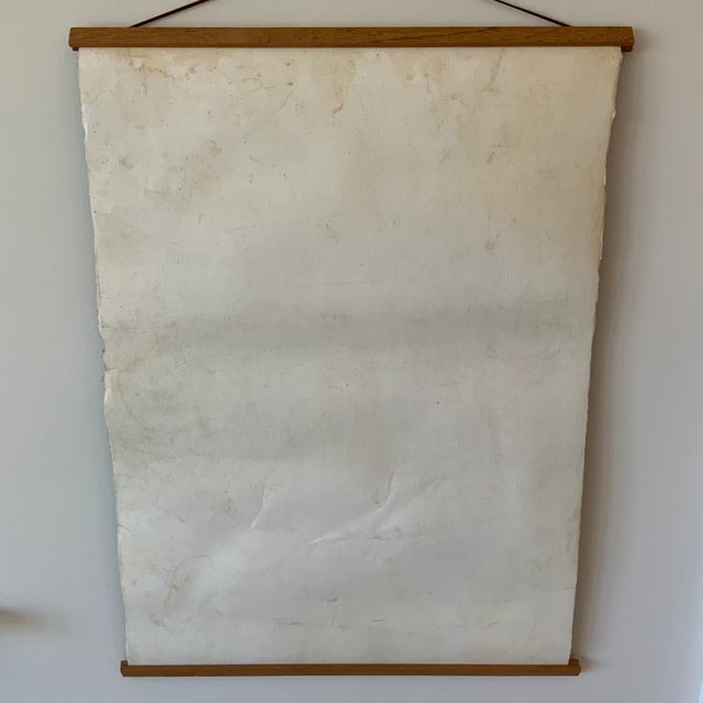 Late 20th Century Vintage Sealife Print From Natural Curiosities For Sale - Image 5 of 7