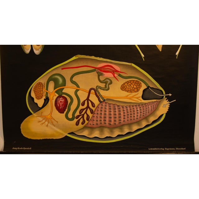 Mollusc School Poster by Jung, Koch, & Quentell for Hagemann, 1970s For Sale - Image 9 of 10