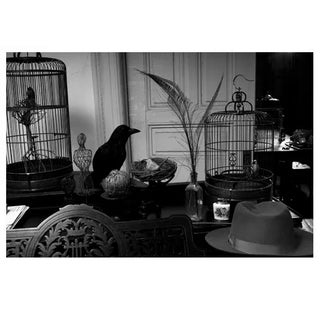 Early 21st Century "All Is Not As It Seems from the Leon Eyrie Series" Digital Fiber Print by Lauren Bilanko For Sale