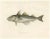 Haddock (Melanogrammus Aeglefinus) French Arctic Voyage, 1845, Print For Sale