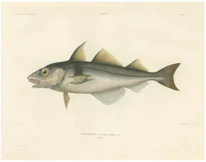 Haddock (Melanogrammus Aeglefinus) French Arctic Voyage, 1845, Print