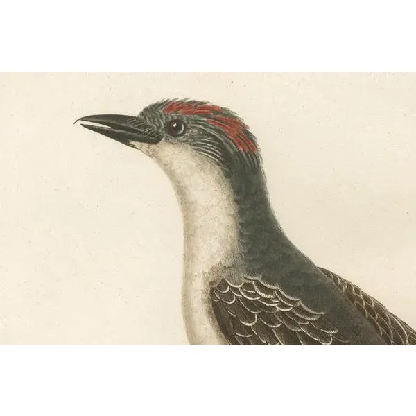 This handcolored antique print titled 'Le Tyran Gris' features the Gray Kingbird (Tyrannus dominicensis), a bird native to...