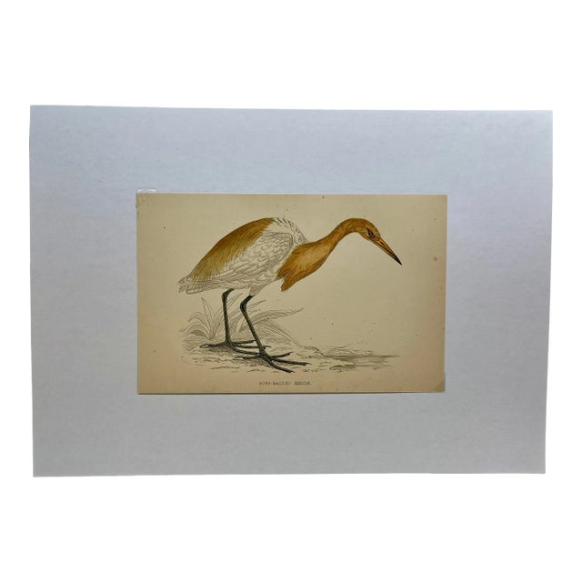 Antique Bird Print From England Showcasing a Buff-Backed Heron - Circa 1880 For Sale